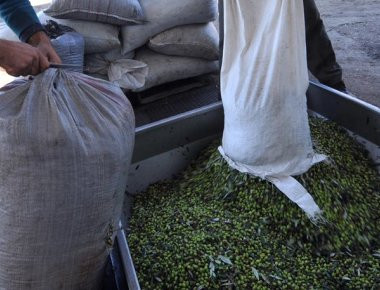 Μεσσηνία: Εκτός από λάδι πωλούσε και... χασίς